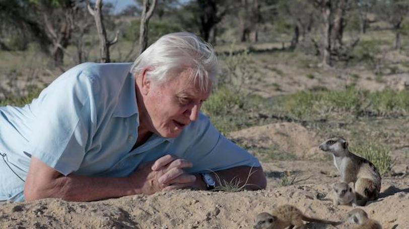 sir david and a meerkat